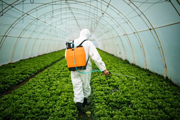 Best Affordable Pest Control Services  in Belle, WV