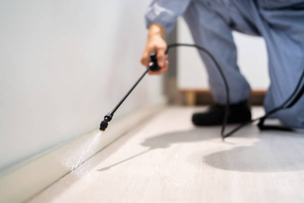 Best Pest Removal Services  in Belle, WV
