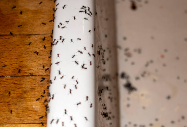 Best Termite Control Services  in Belle, WV