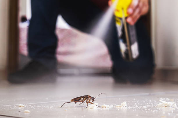 Best Cockroach Control Services  in Belle, WV